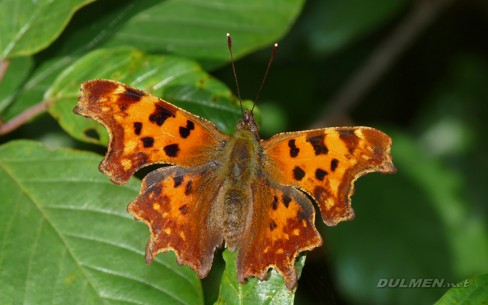 Comma (Polygonia c-album)